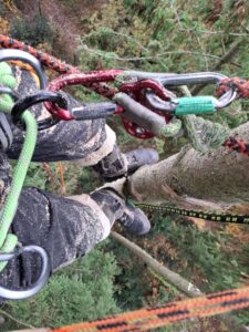 afbreken-bomen-hillegom-westerse hemlockspar