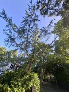 snoei-bomen-diverse