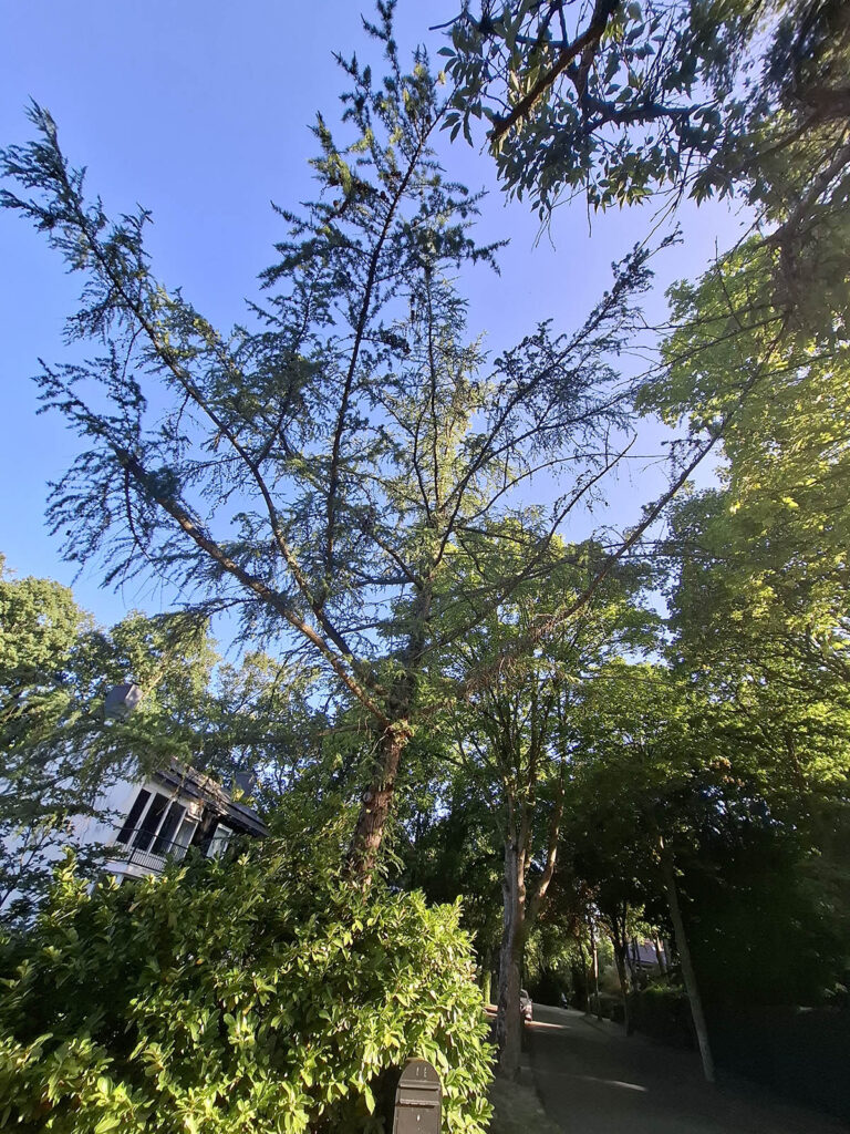 onderhoudssnoei Aerdenhout
