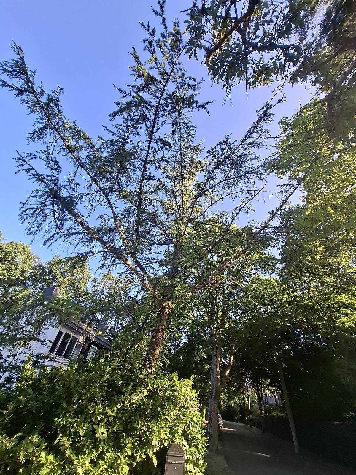 onderhoudssnoei Aerdenhout