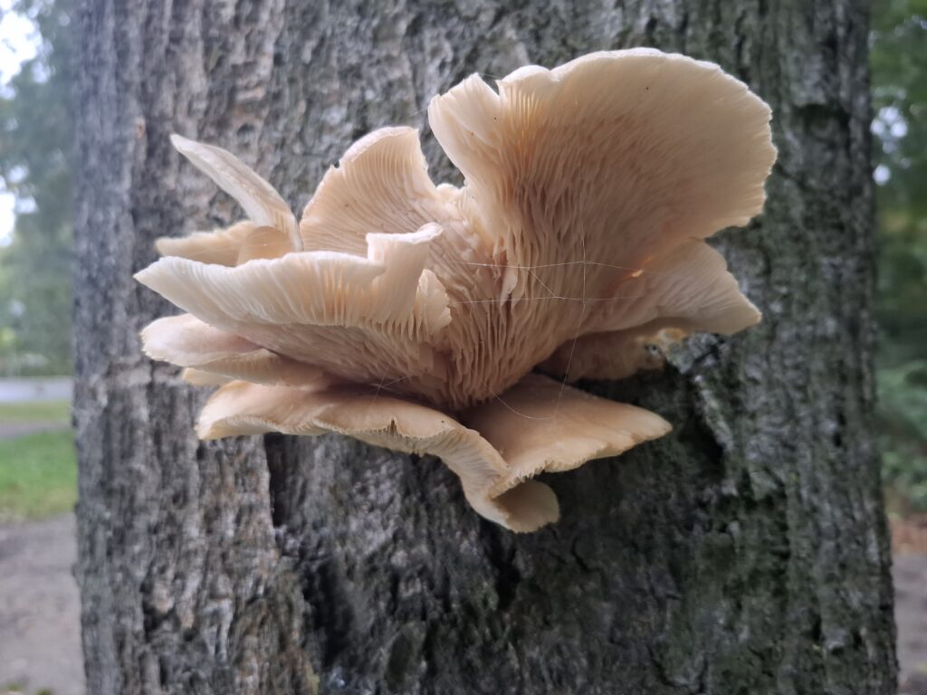 ziekten-schimmels-oesterzwam-beuk